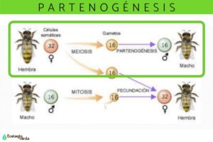 Parthenogenesis: what is and examples - Evidence Network