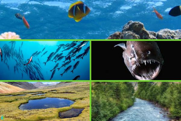 Aquatic habitat: what is, characteristics, types and examples - examples of aquatic habitat