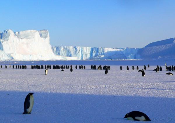 Biotic and abiotic factors of the desert - Antarctic desert