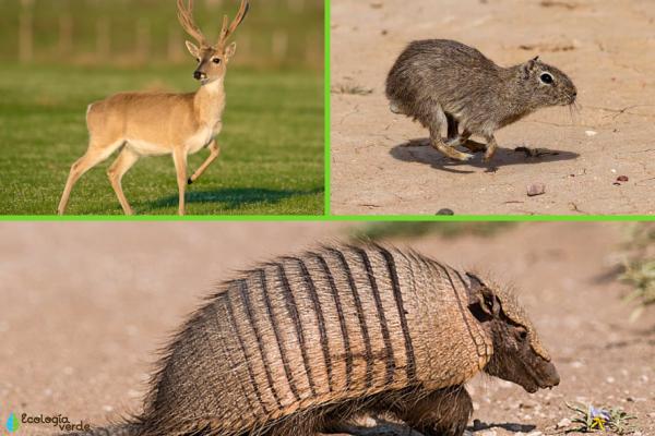 Pampeana Region: Characteristics, Flora and Fauna -