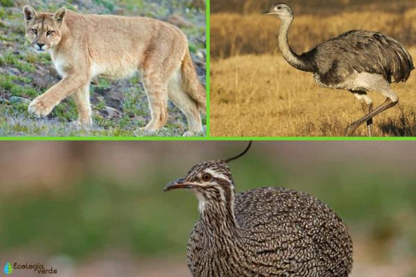 Pampeana Region: Characteristics, Flora and Fauna - Fauna from the Pampas region