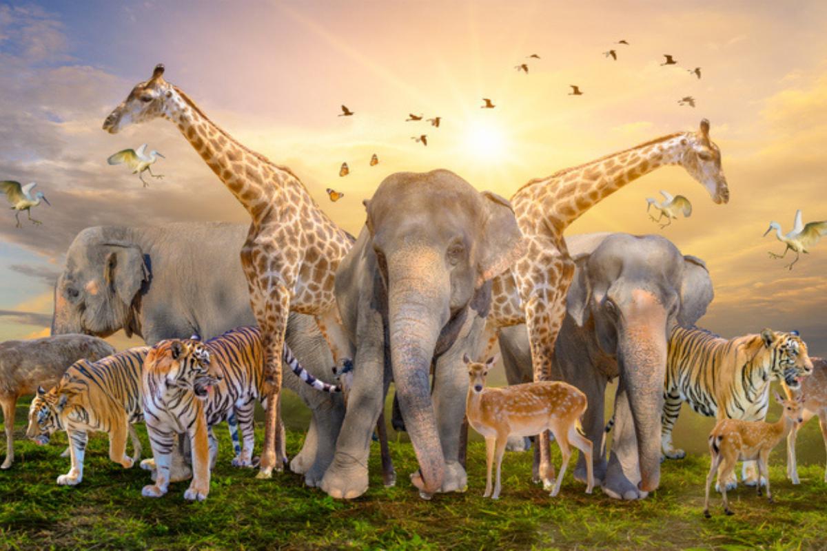 Extinction of species: what is, causes and consequences