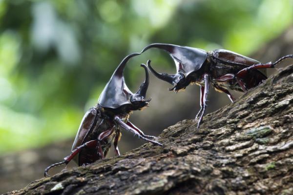 Coleoptera: What are, characteristics, types and examples - characteristics of the beetles