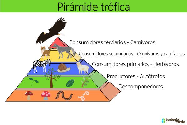 Tertiary consumers: What are and examples - other consuming organisms