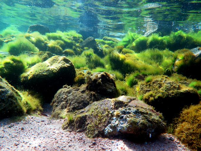 Green algae: what are, characteristics, types and examples