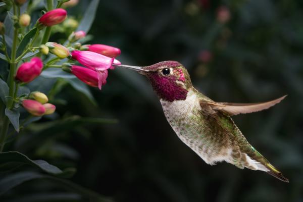 What is pollination and its types - types of pollination 
