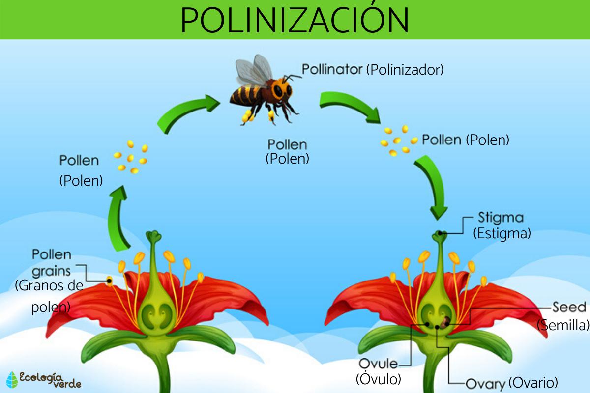 What is pollination and its types