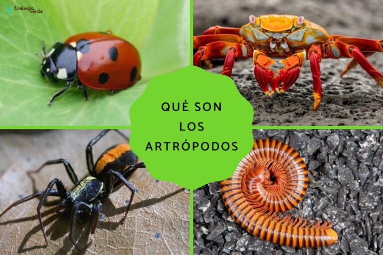 What are arthropods: characteristics, classification and examples ...