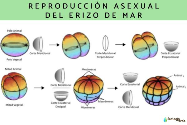 Asexual reproduction: what is, types and examples - types of asexual reproduction
