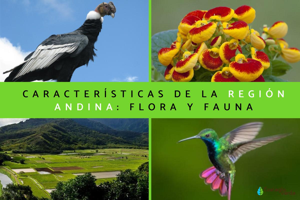 Andean region: characteristics, flora and fauna