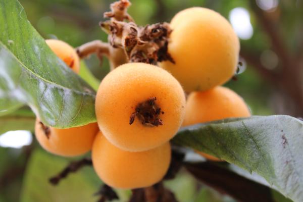Parts of a plant and its functions - fruit or fruit