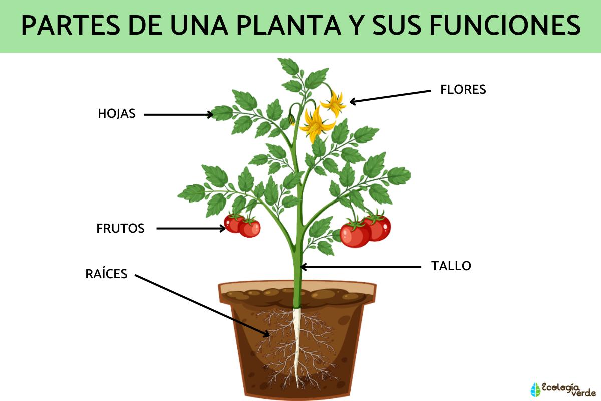 Parts of a plant and its functions