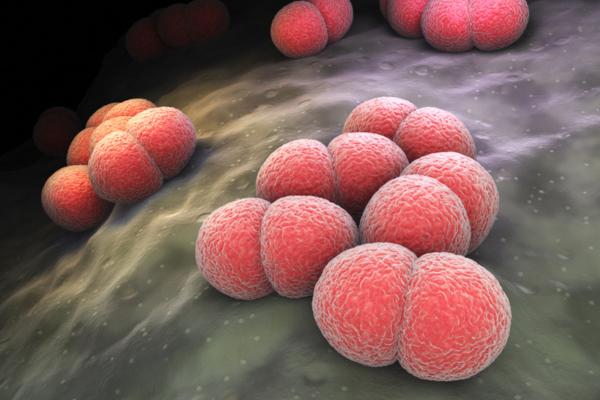 Types of Bacteria - Coconuts