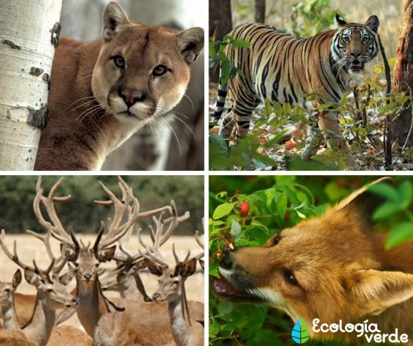 Mixed forest: characteristics, flora and fauna - Mixed forest fauna