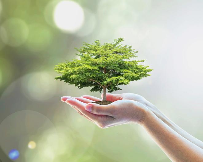 Environmental values: What are and examples