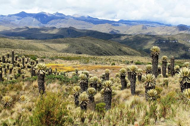 Páramo: characteristics, flora and fauna