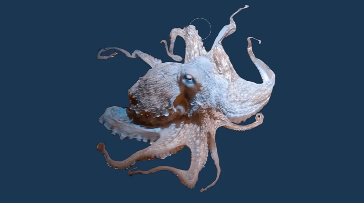 An extra tentacle (and uses it) grew to a mutilated octopus)