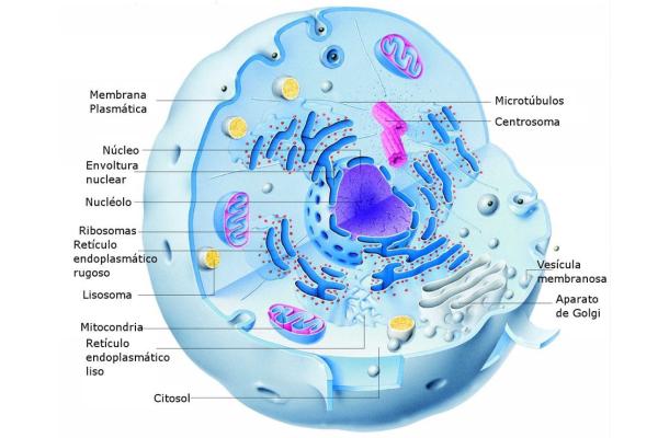 Animal cell: what is, parts and functions - what is an animal cell and its types