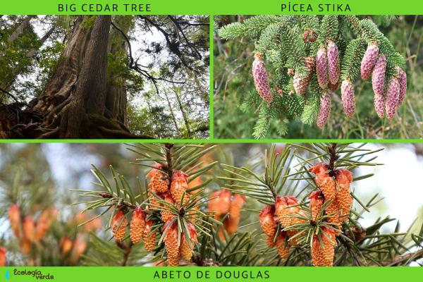 Flora and fauna from Canada - Flora de Canada 