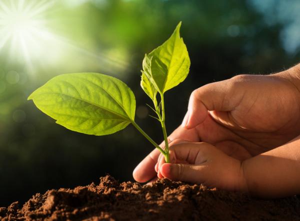 Environmental values: what are and examples - what are environmental values