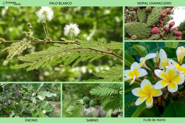 Guanajuato Flora and Fauna - Flora de Guanajuato