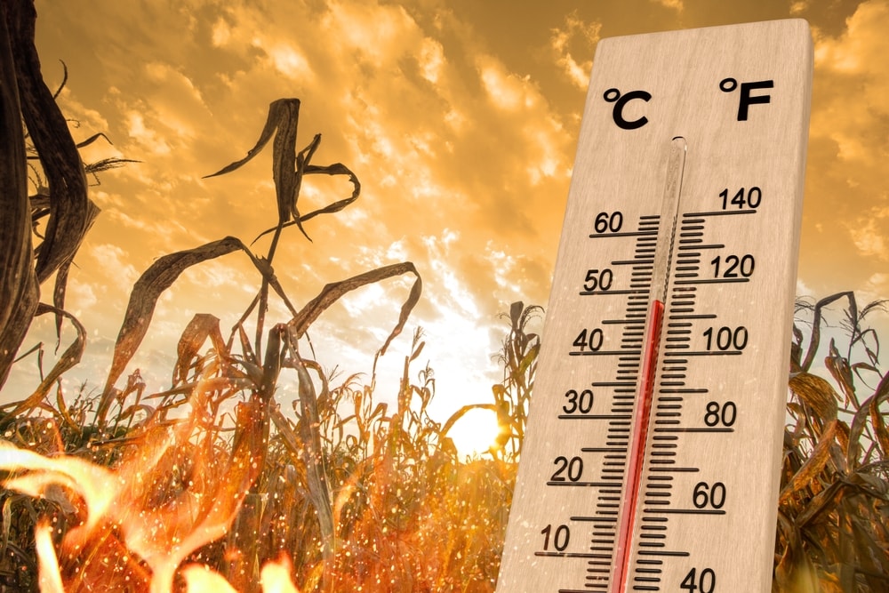 Heat waves strongly influence the spread of parasites