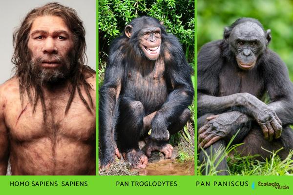 Hominids: What are characteristics and evolution - Current hominid species