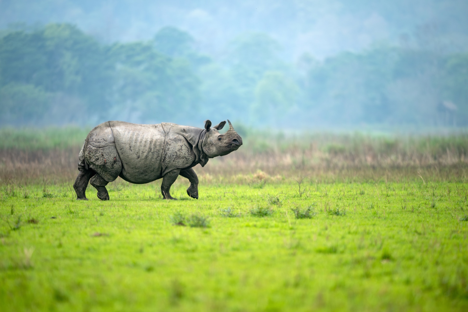 How do you move a rhinoceros (and why is it often necessary to do it)?