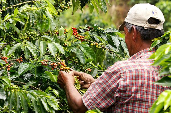 Natural Resources from Colombia - Café