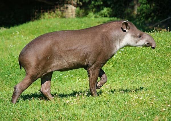 Natural Resources of Paraguay - Biodiversity of Paraguay