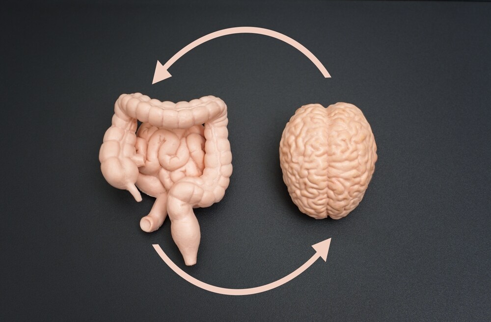 The brain spies on the intestine and fat deposits using specialized immune cells