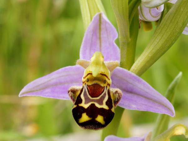What is pollination and its types - how pollination occurs
