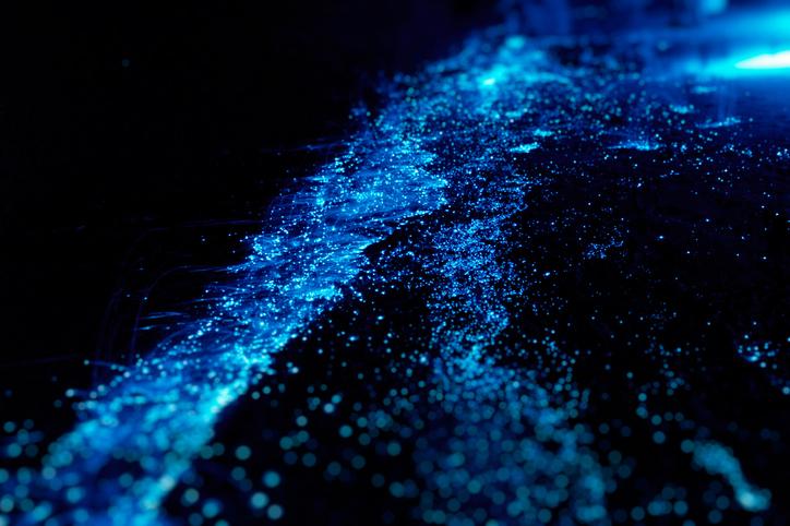 What is phytoplankton