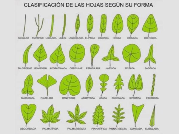Types of leaves - Types of leaves according to their shape