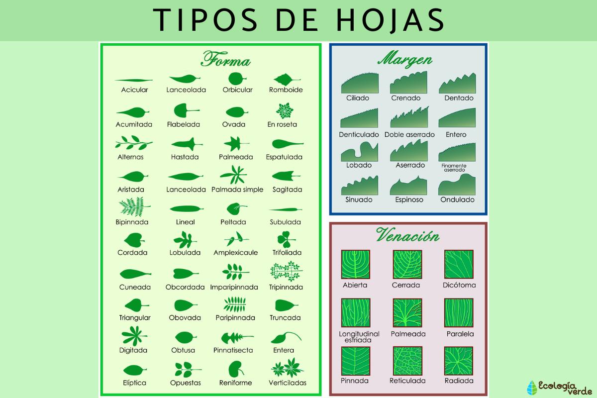 Types of leaves