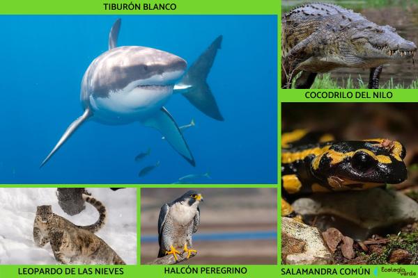Animalia Kingdom: What is, characteristics, classification and examples - 