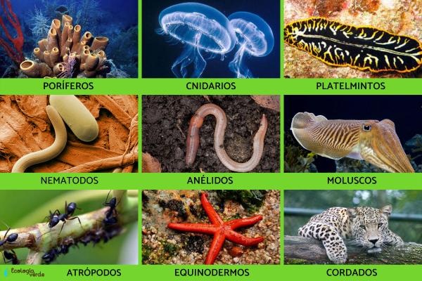 Animalia Kingdom: What is, characteristics, classification and examples - classification of the Animalia kingdom