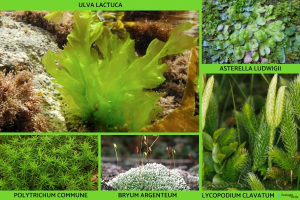 Plantae Kingdom: What is, characteristics, classification and examples - examples of the plant Plantae