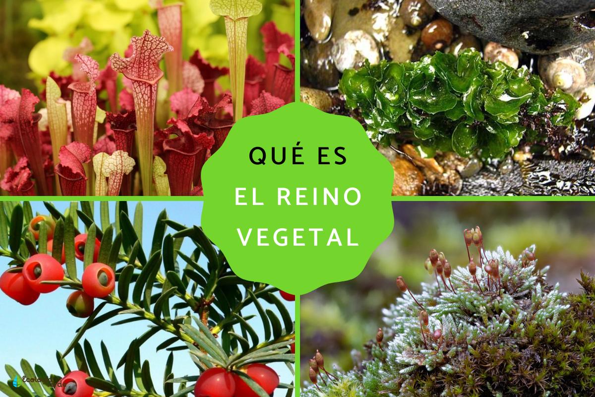 Plantae kingdom: what is, characteristics, classification and examples