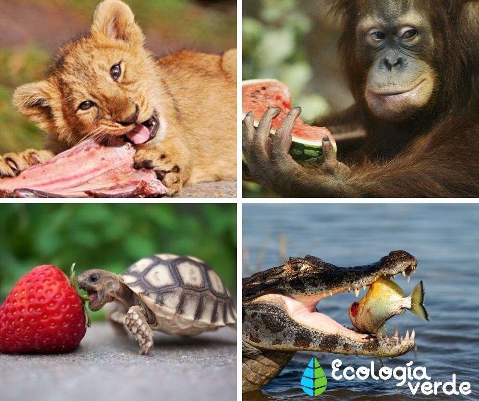 Heterotrophic organisms: what are, characteristics and examples