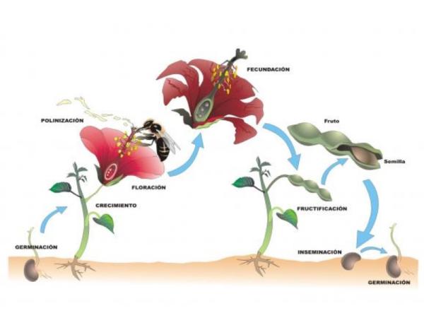 Plant reproduction - reproduction of flowers with flowers