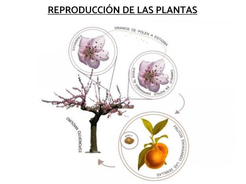 Plants reproduction