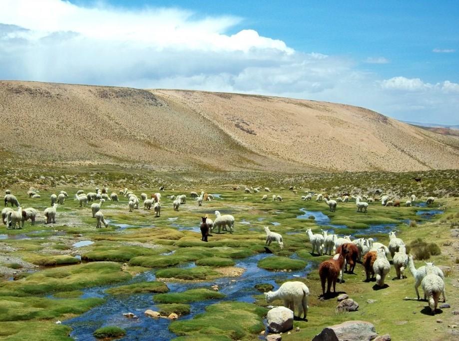 SERRANIA Steparia: Flora and Fauna