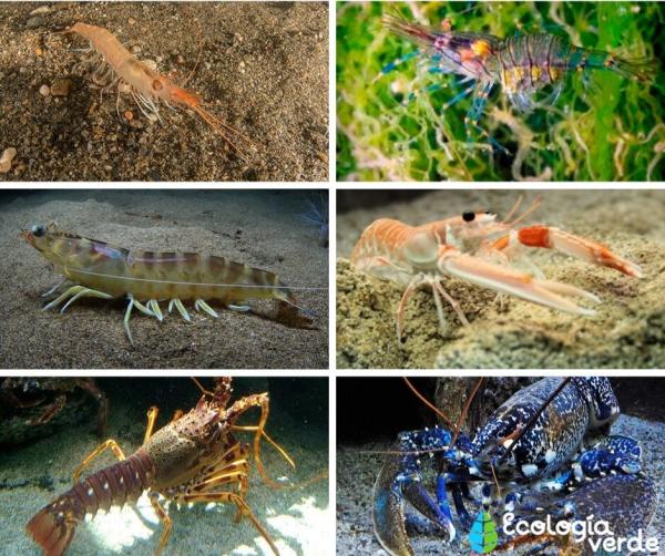 Crustaceans: What are, types, characteristics and examples - 