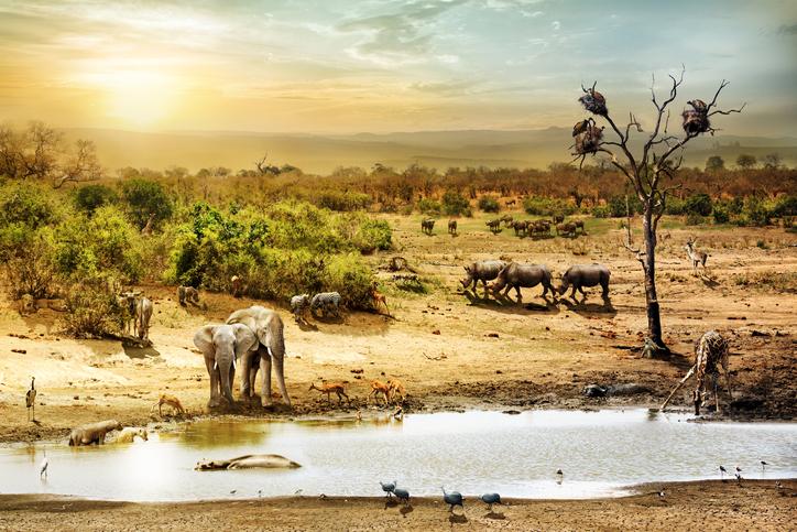 Ecosystem in equilibrium: what is and how it remains