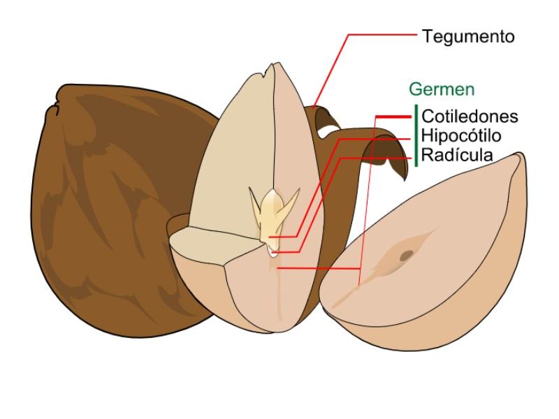 Parts of the seed and its functions