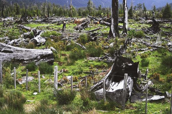 Causes of deforestation -