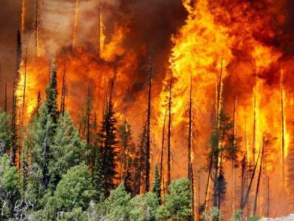 Causes of deforestation -