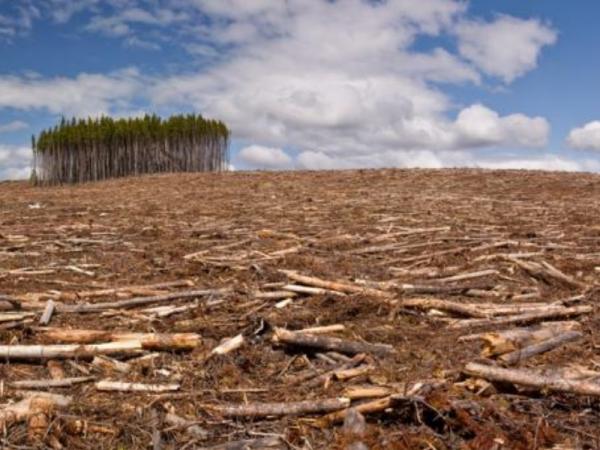 Causes of deforestation -