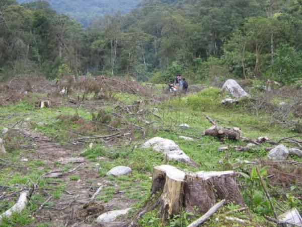Causes of deforestation -